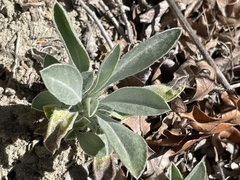 Oreocarya flavoculata