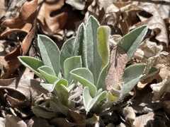 Oreocarya flavoculata