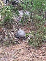 Gopherus polyphemus