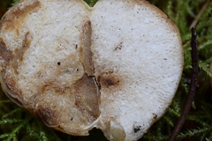 Russula parksii