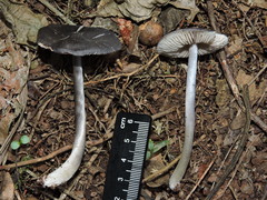 Entoloma