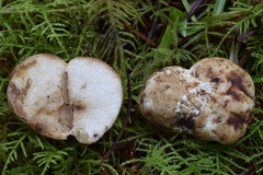 Russula parksii