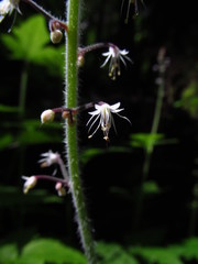 Tiarella trifoliata trifoliata