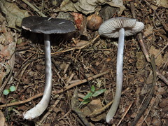 Entoloma