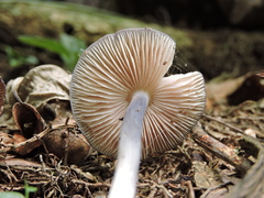 Entoloma
