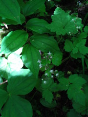 Tiarella trifoliata trifoliata