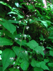 Tiarella trifoliata trifoliata