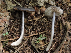 Entoloma