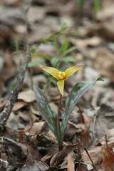 Erythronium rostratum