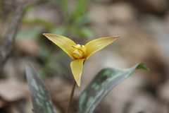 Erythronium rostratum