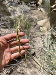 Astragalus lonchocarpus
