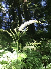 Actaea elata elata