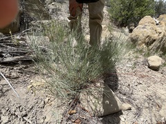 Astragalus lonchocarpus