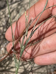 Astragalus lonchocarpus