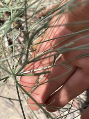 Astragalus lonchocarpus