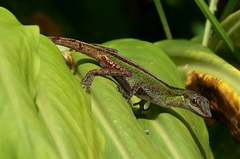 Anolis ventrimaculatus