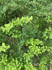 Berberis thunbergii