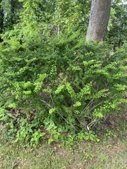 Berberis thunbergii