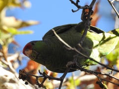 Amazona finschi × viridigenalis