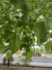 Ulmus