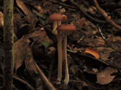 Agaricales