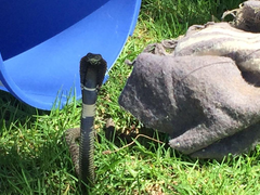 Hemachatus haemachatus