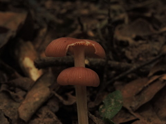 Agaricales