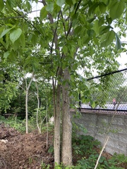 Ulmus