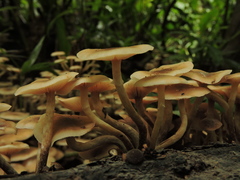 Armillaria