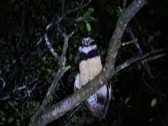 Pulsatrix perspicillata