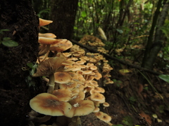 Armillaria