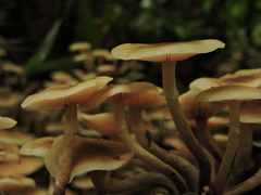 Armillaria