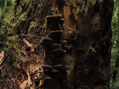 Fomitiporia atlantica