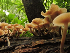 Armillaria