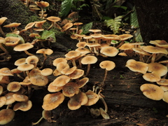 Armillaria