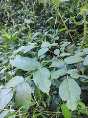 Aralia chinensis