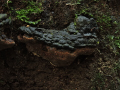 Fomitiporia atlantica