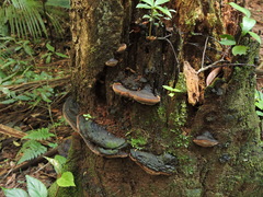Fomitiporia atlantica