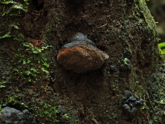 Fomitiporia atlantica