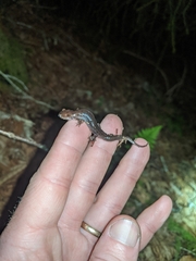 Desmognathus carolinensis