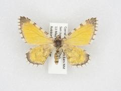 Stamnodes tessellata