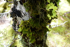Crocodia rubella