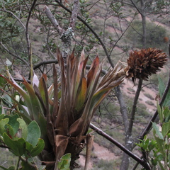 Tillandsia turneri