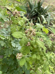 Rubus