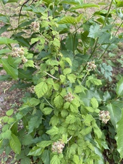 Rubus
