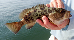 Mycteroperca microlepis