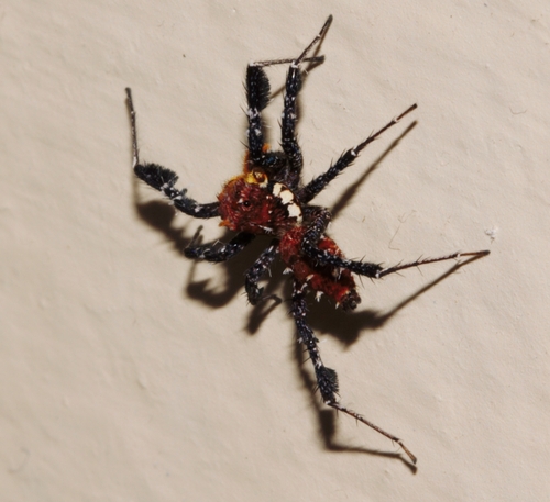 Longleg Dandy