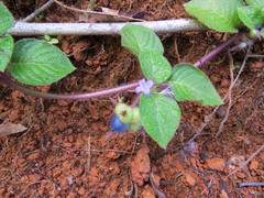 Coccocypselum hispidulum