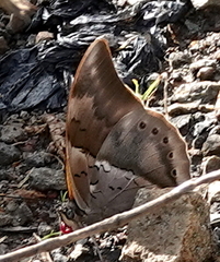 Archaeoprepona chromus chromus