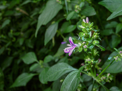 Dicliptera brachiata